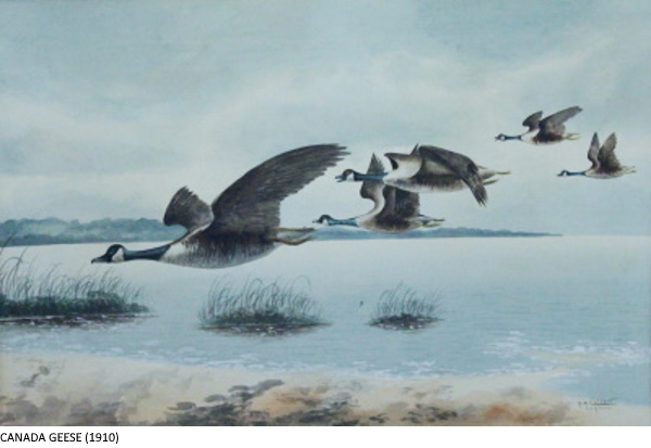 CANADA GEESE (1910)