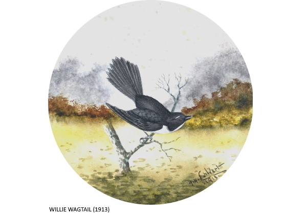 WILLIE WAGTAIL (1913)
