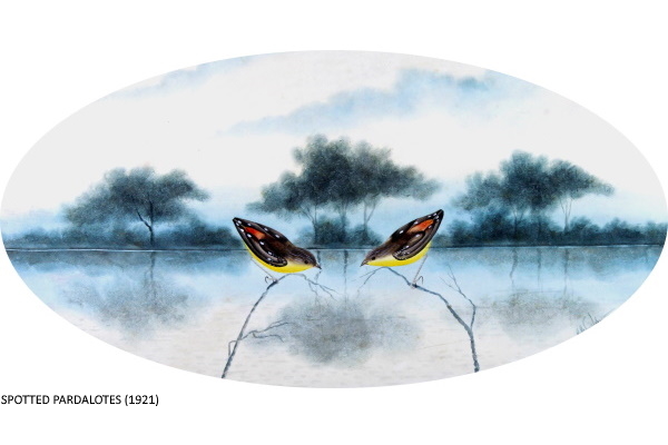 SPOTTED PARDALOTES (1921)
